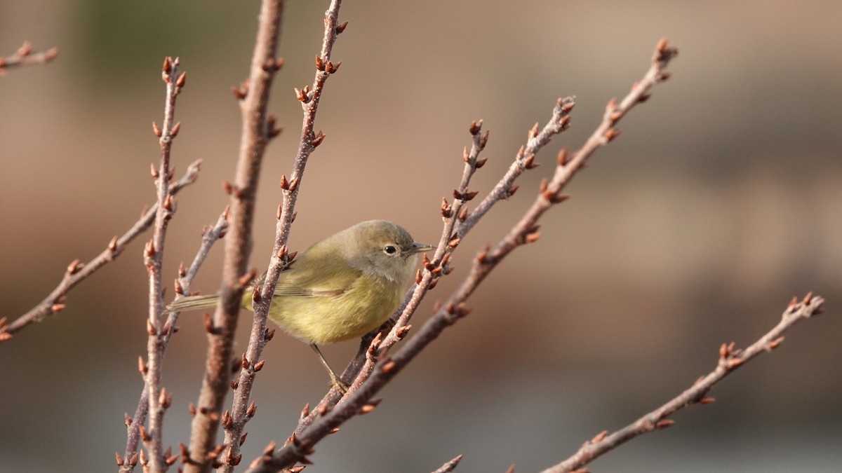 Orange-crowned Warbler (Gray-headed) - ML646691557
