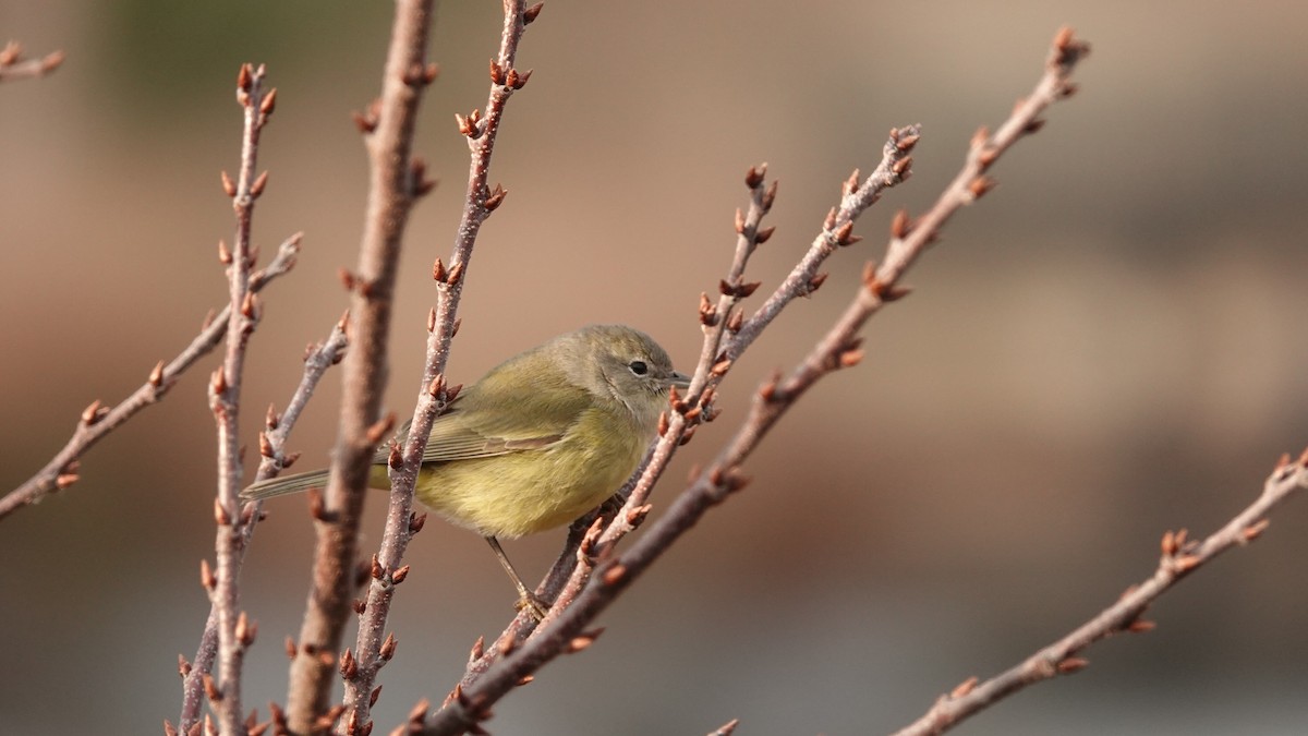 Orange-crowned Warbler (Gray-headed) - ML646691558