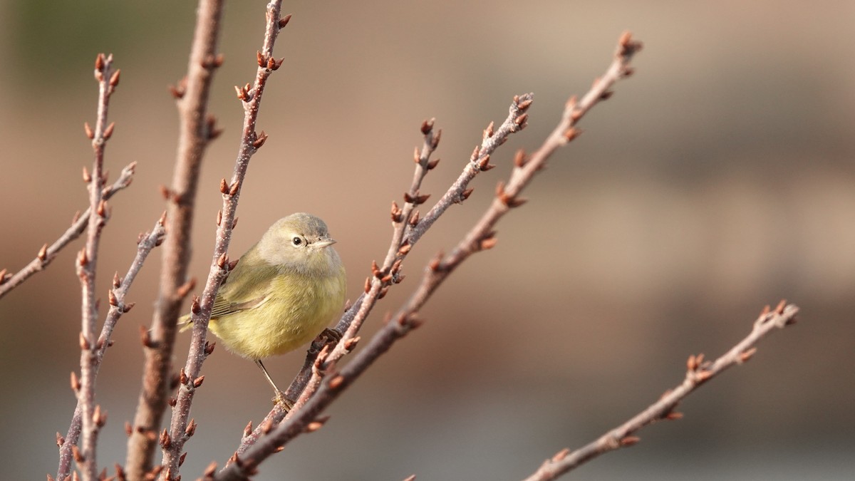 Orange-crowned Warbler (Gray-headed) - ML646691559