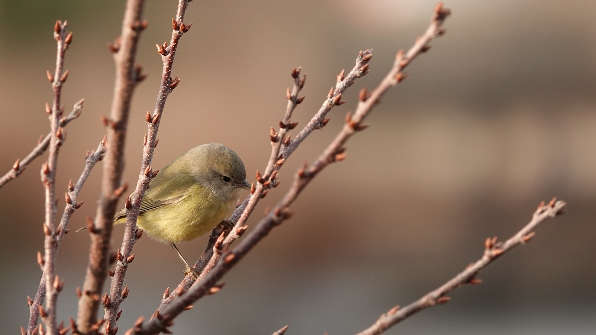 Orange-crowned Warbler (Gray-headed) - ML646691560