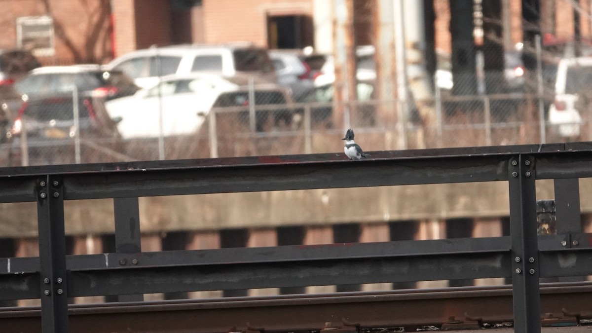 Belted Kingfisher - ML646691561