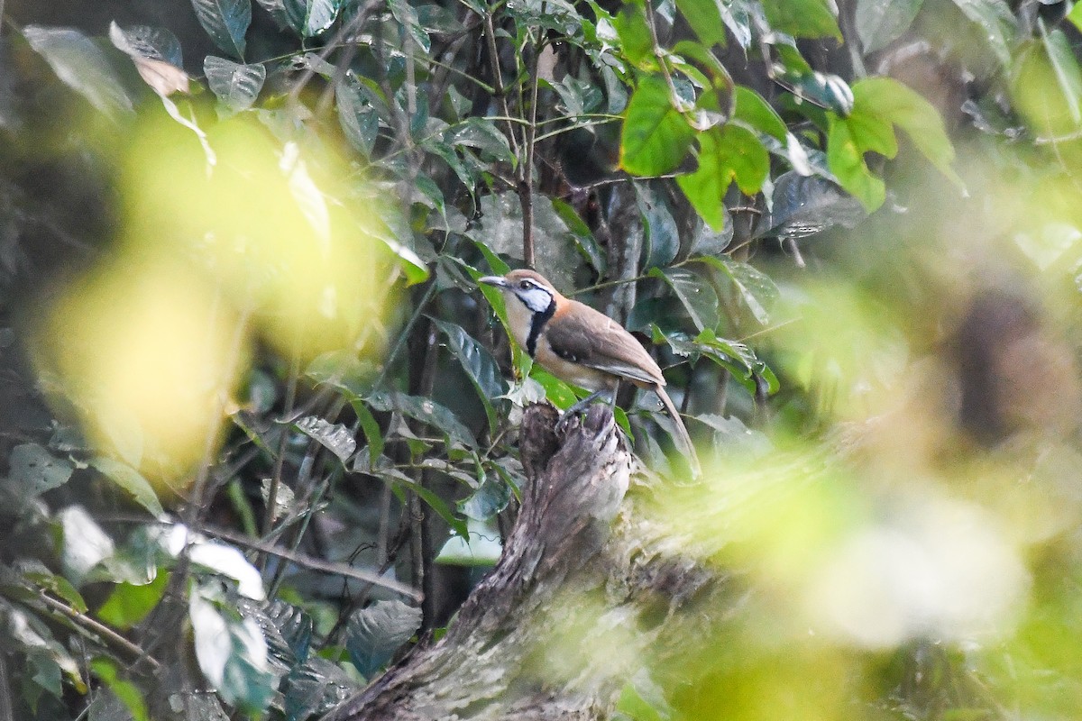 Greater Necklaced Laughingthrush - ML646691562