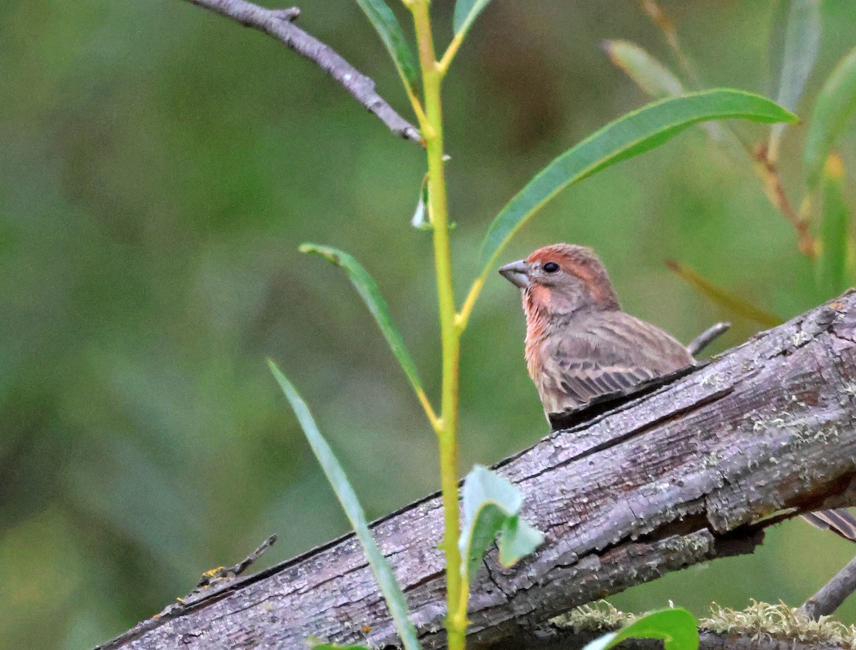 hýl rudoprsý - ML646691566