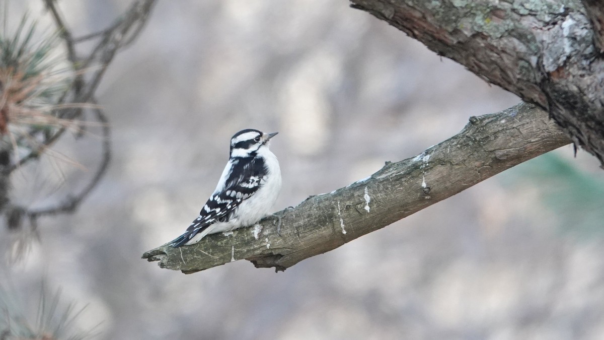 Downy Woodpecker - ML646691573