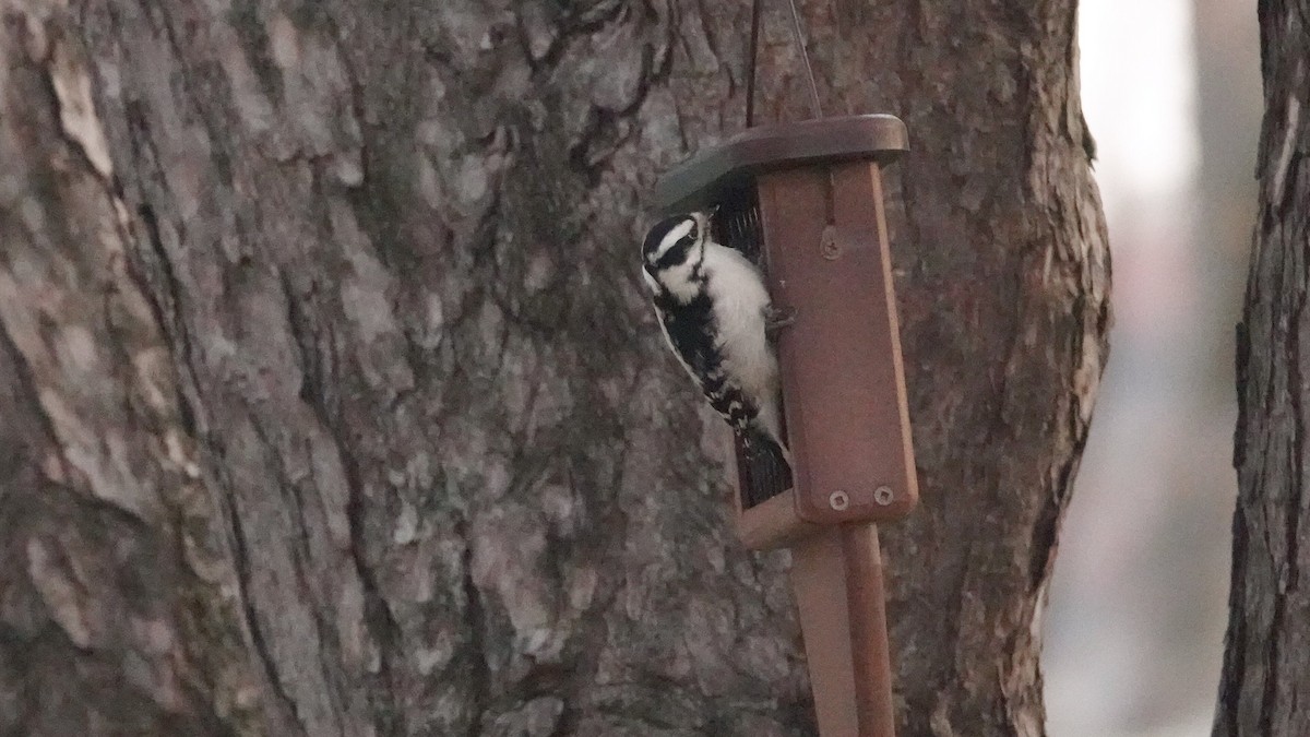 Downy Woodpecker - ML646691574