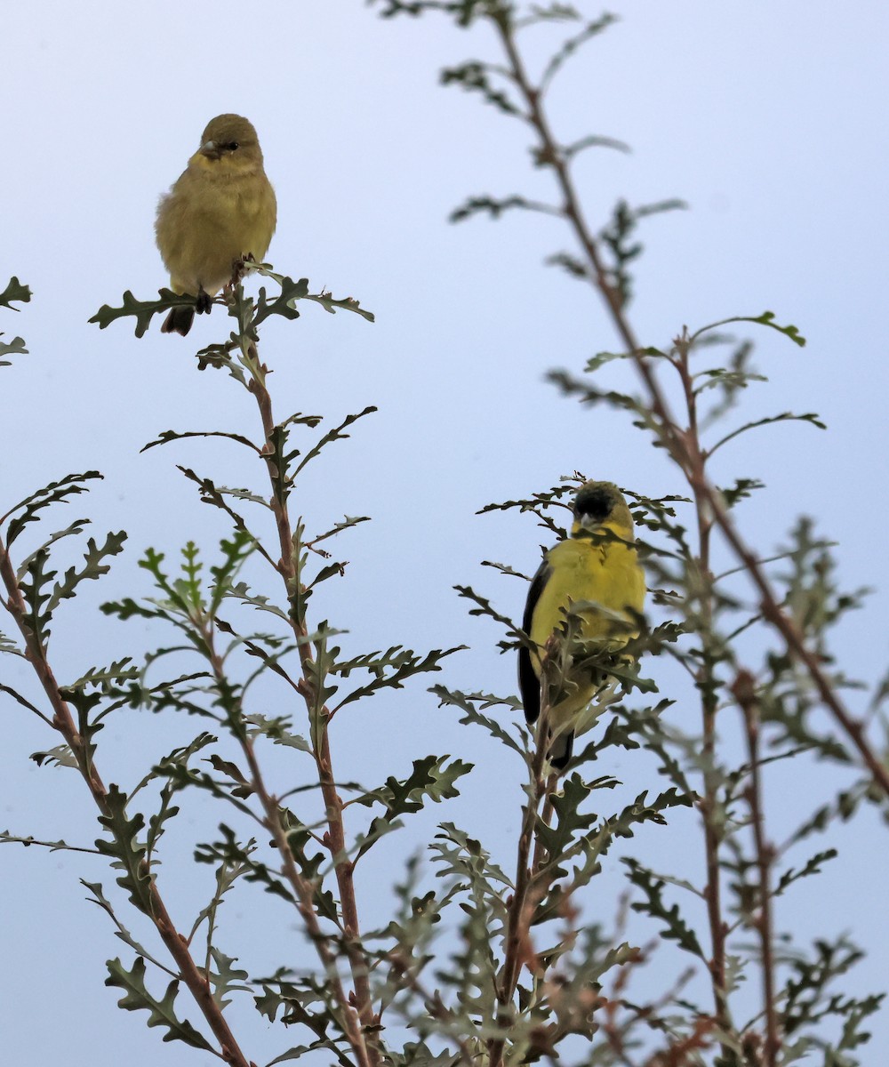 čížek mexický - ML646691576