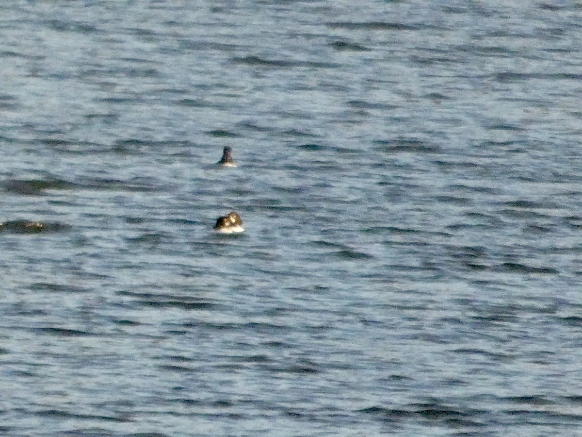 Алаг шунгаач - ML646691583