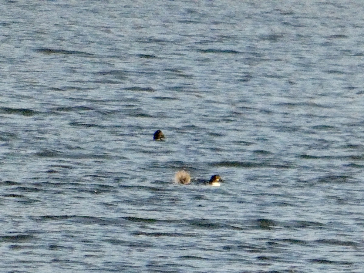 Алаг шунгаач - ML646691584