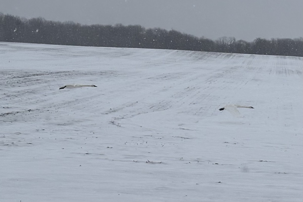 Trumpeter Swan - ML646691587