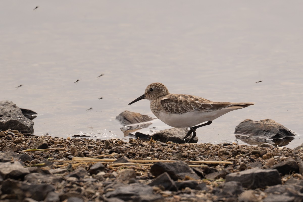 jespák dlouhokřídlý - ML646691589