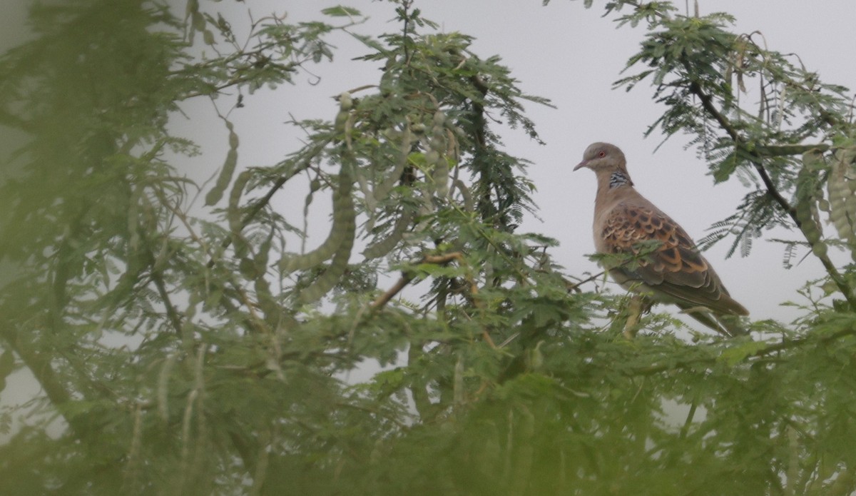 Oriental Turtle-Dove - ML646691590