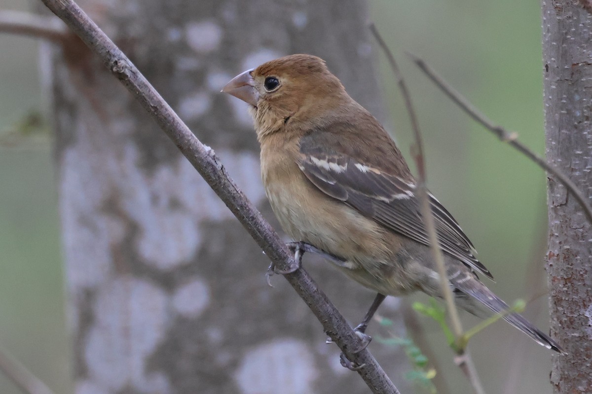 Толстоклювый колорин - ML646691592