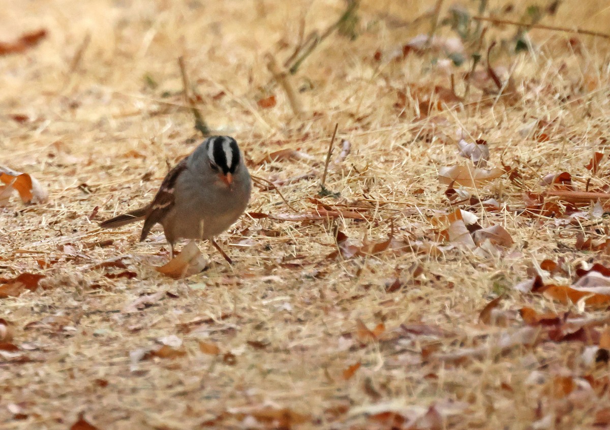 strnadec bělopásý - ML646691594