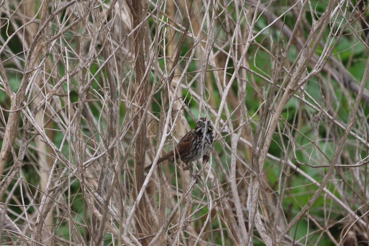 strnadec zpěvný - ML646691597