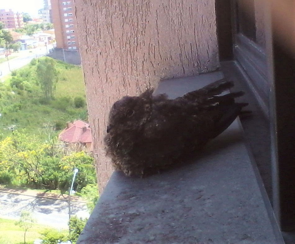 Engoulevent à miroir - ML646691600