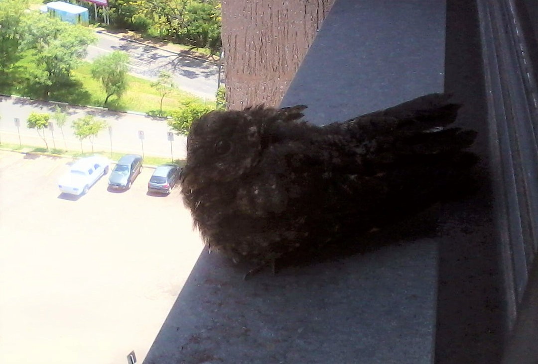 Engoulevent à miroir - ML646691602