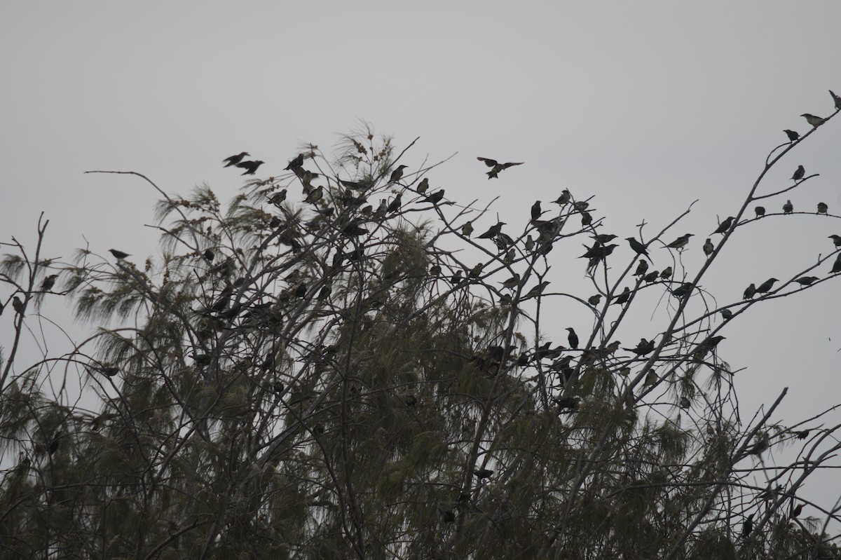 Metallic Starling - ML646691604