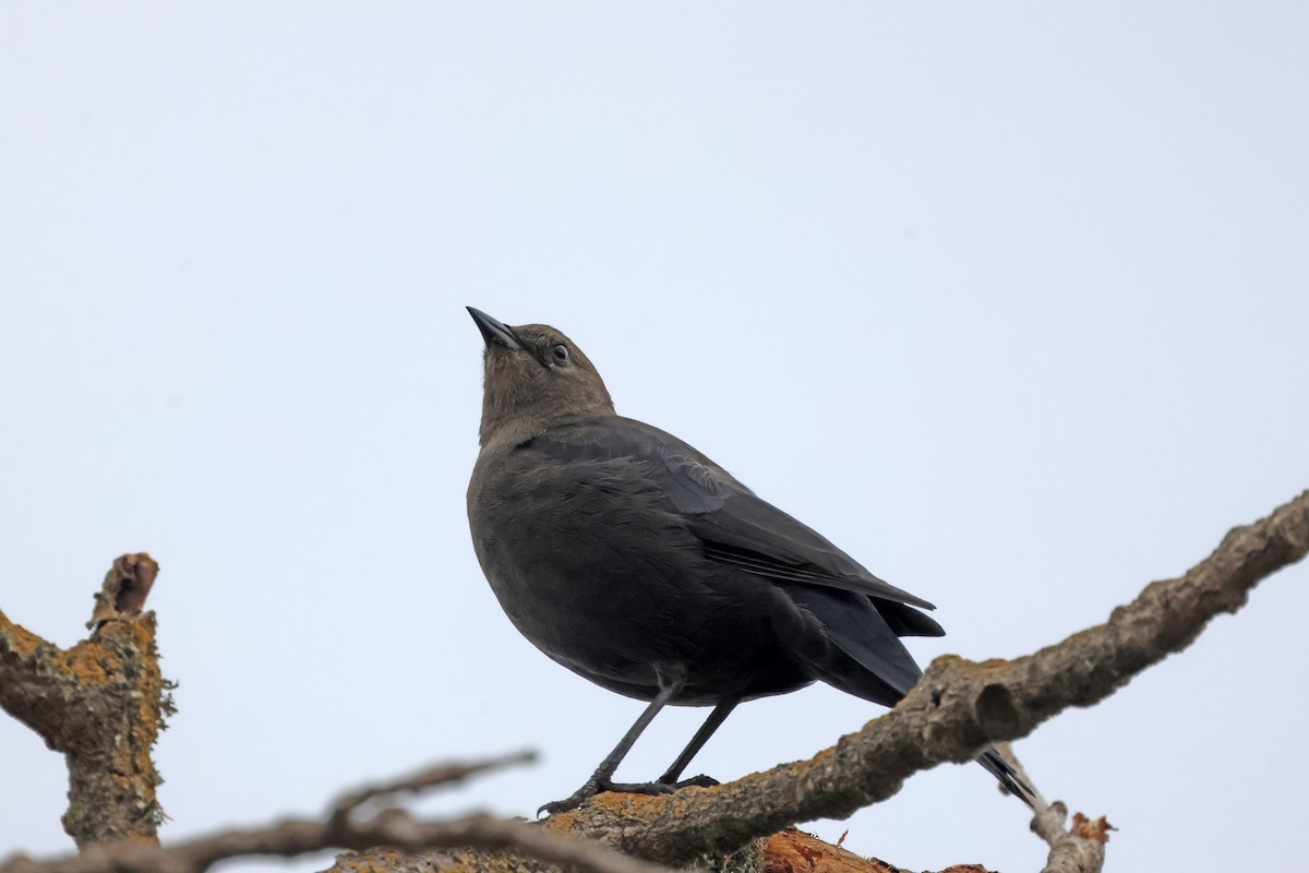 Brewer's Blackbird - ML646691606
