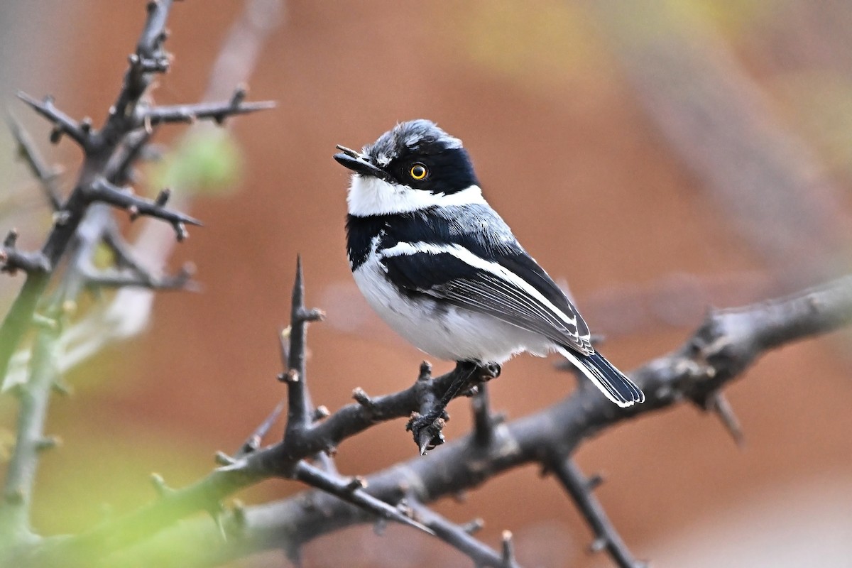 Pygmy Batis - ML646691609