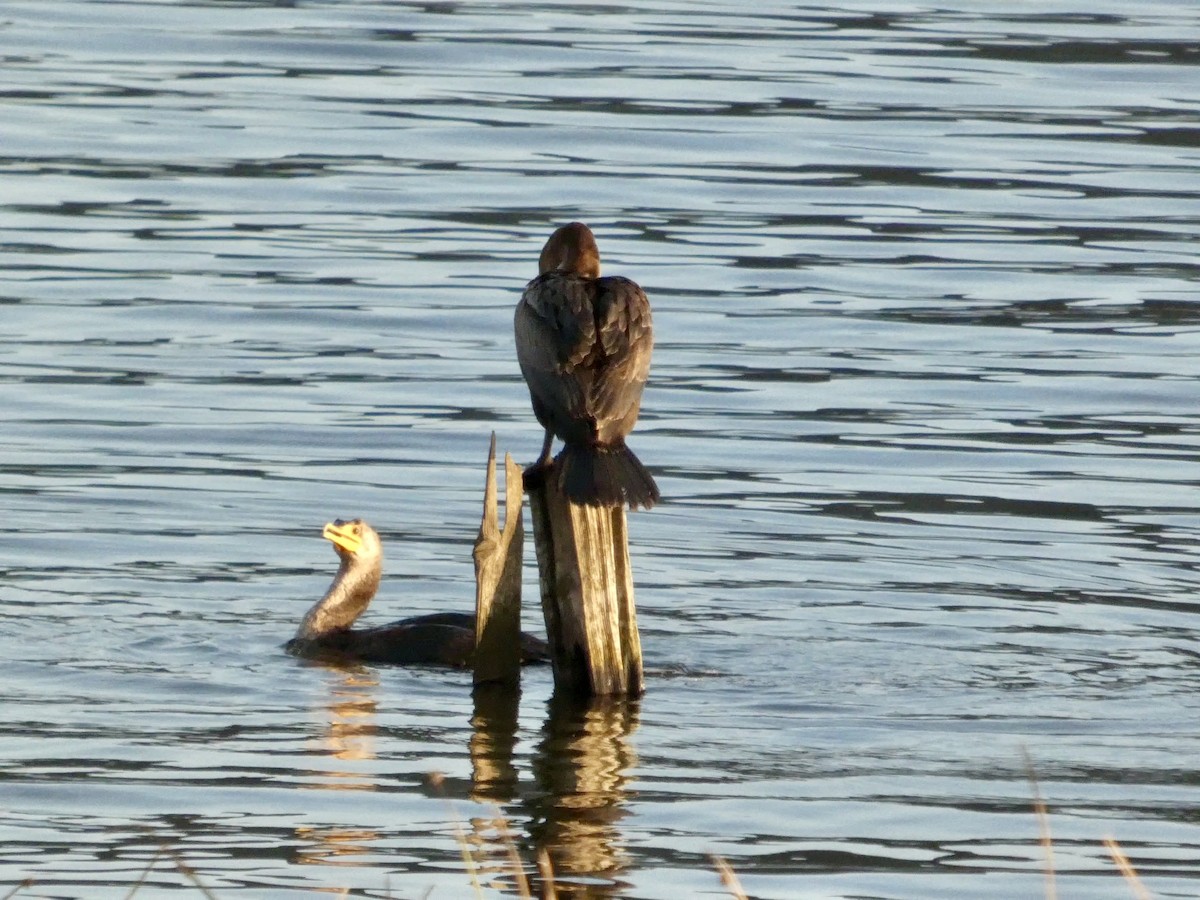 Double-crested Cormorant - ML646691614