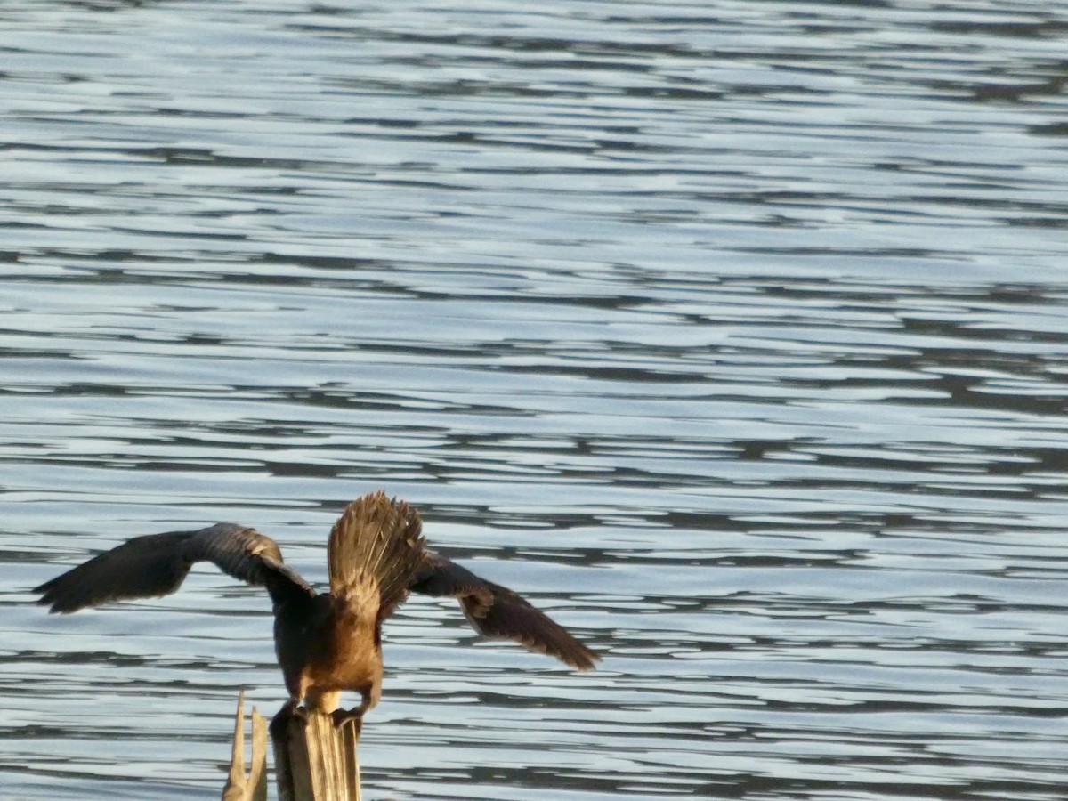 Double-crested Cormorant - ML646691615