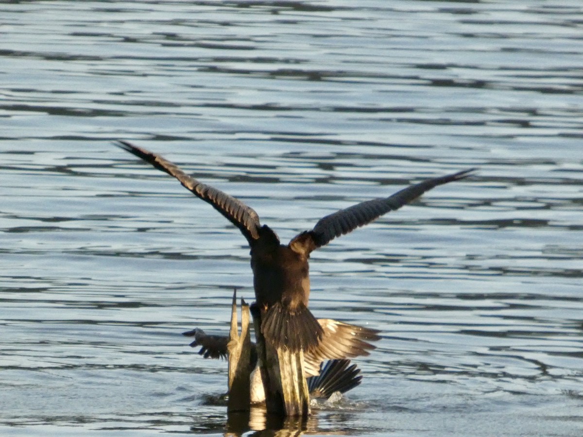 Double-crested Cormorant - ML646691616