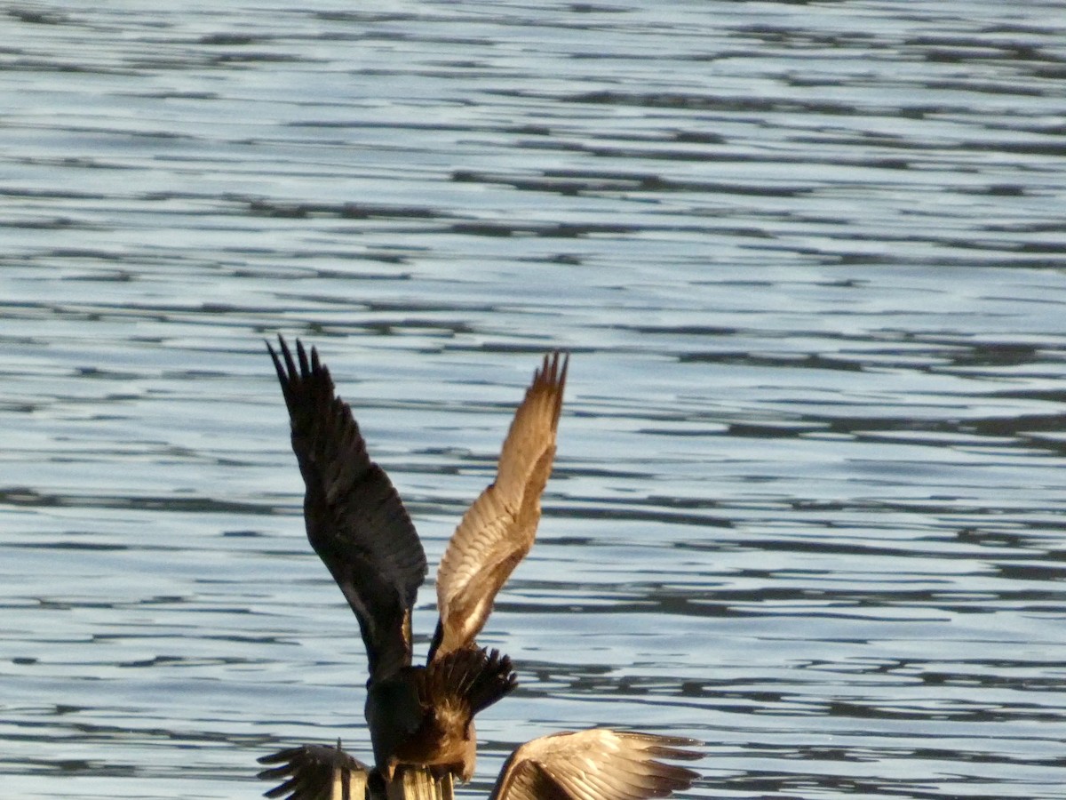 Double-crested Cormorant - ML646691617