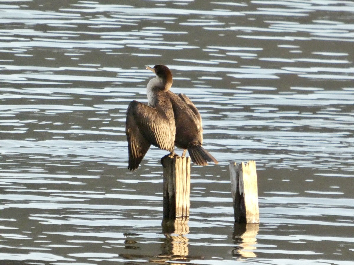 Double-crested Cormorant - ML646691618