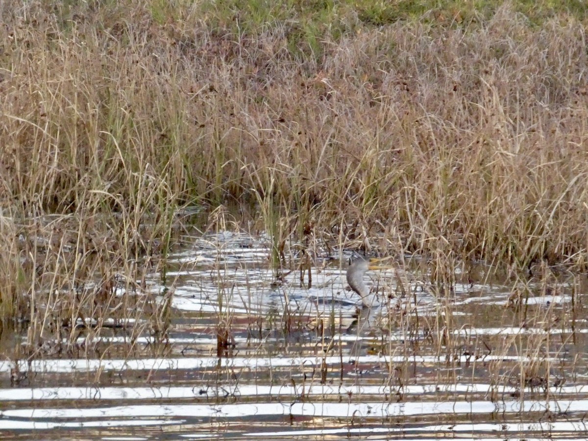 Double-crested Cormorant - ML646691619