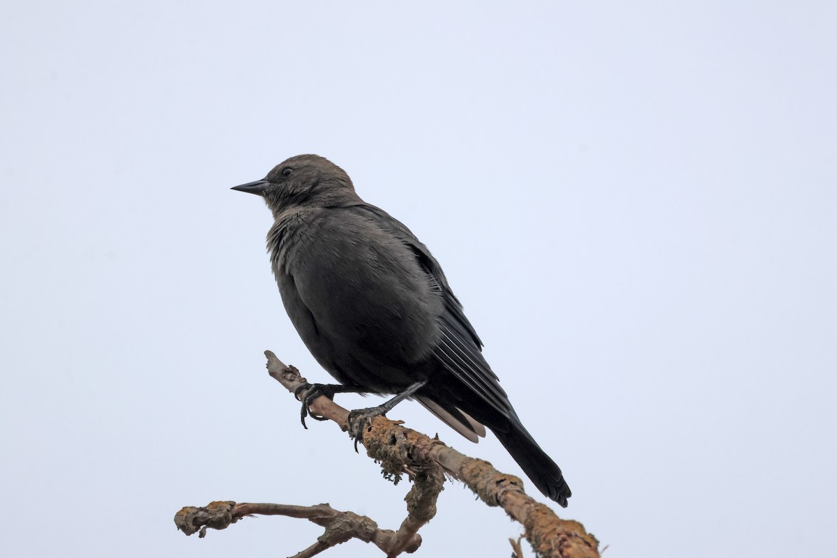 Brewer's Blackbird - ML646691620
