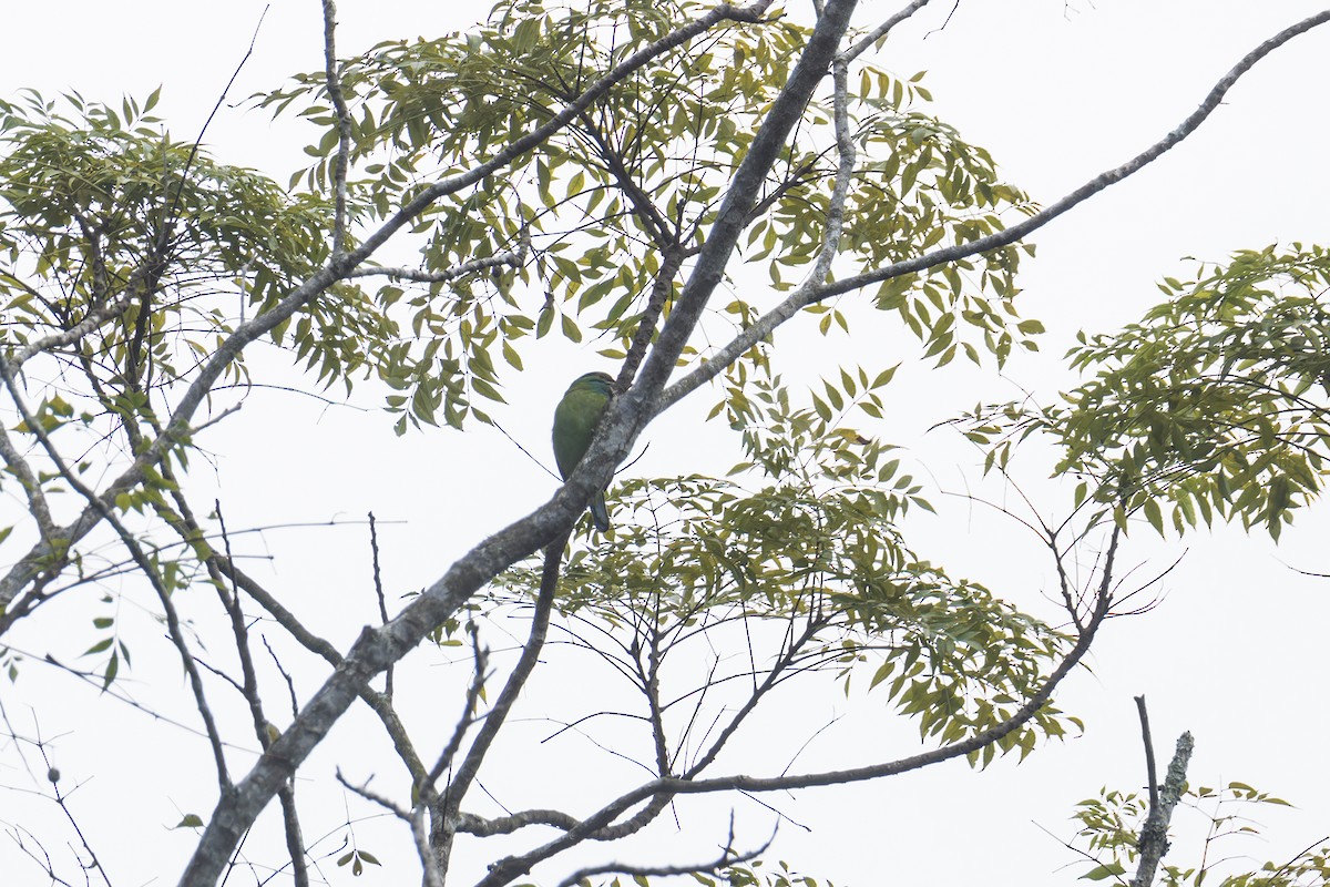 Grünscheitel-Bartvogel - ML646691629