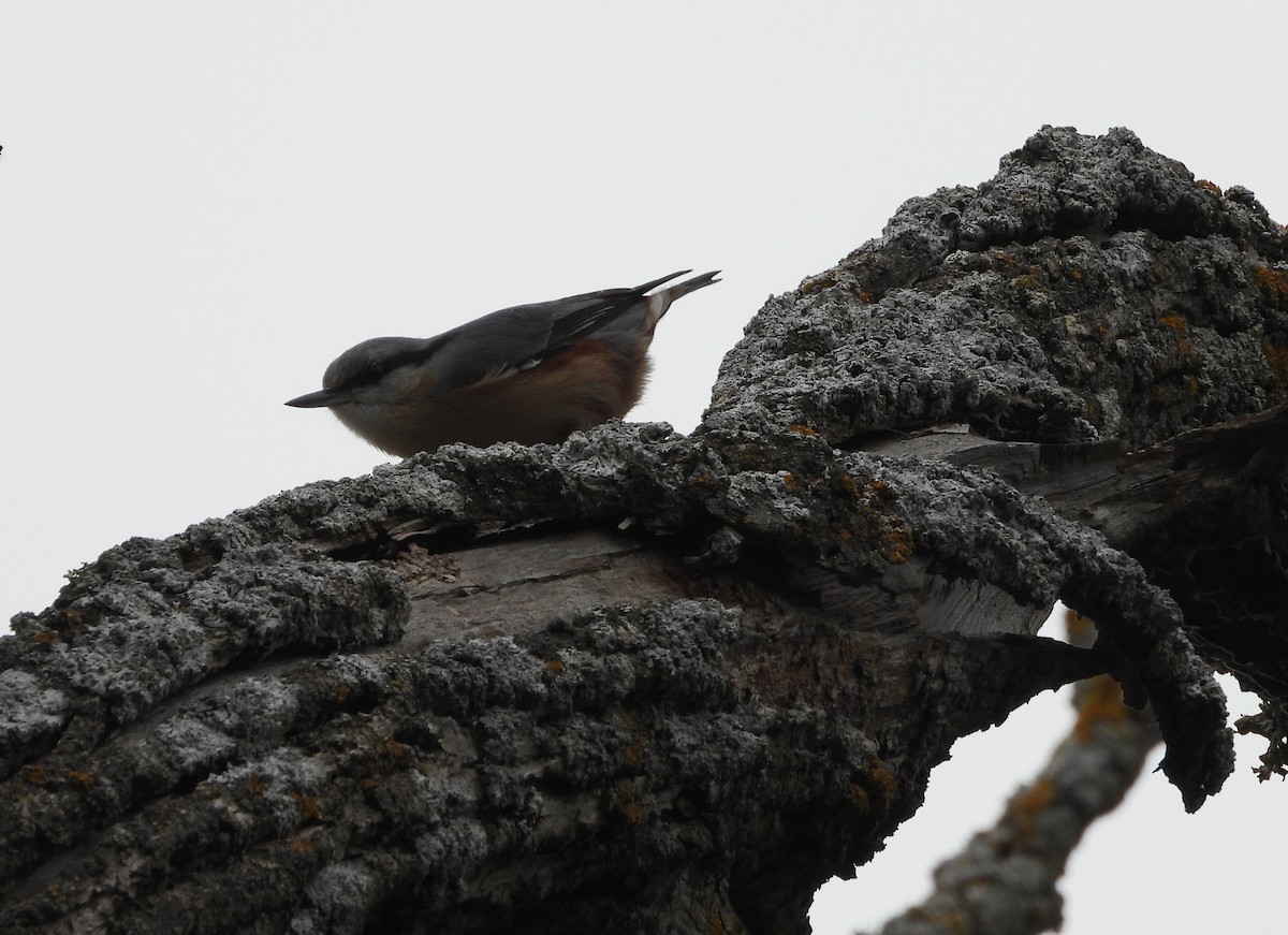 Garrapo eurasiarra - ML646691630