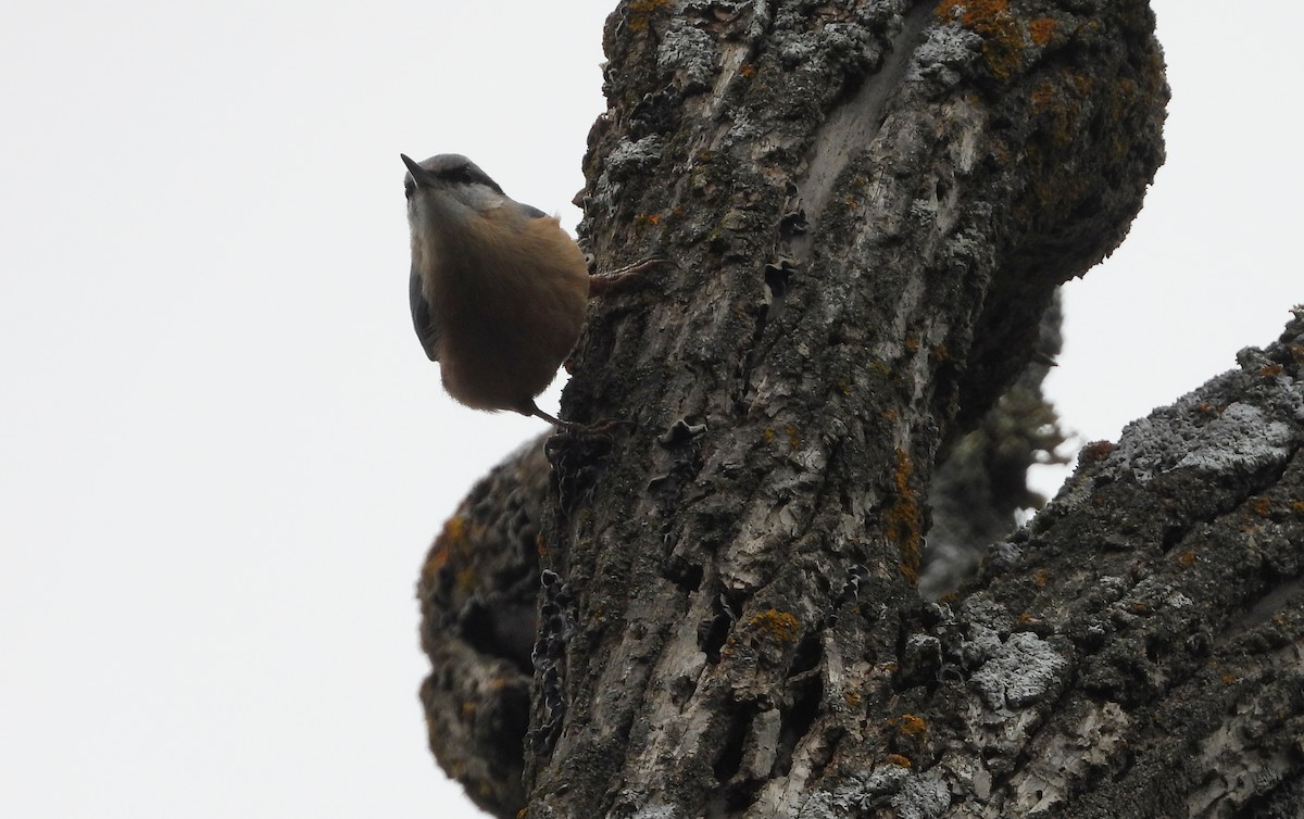 Garrapo eurasiarra - ML646691632