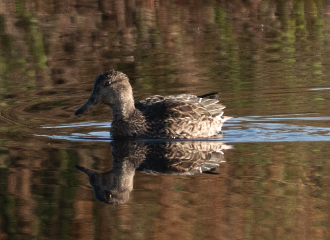 コガモ - ML646691633