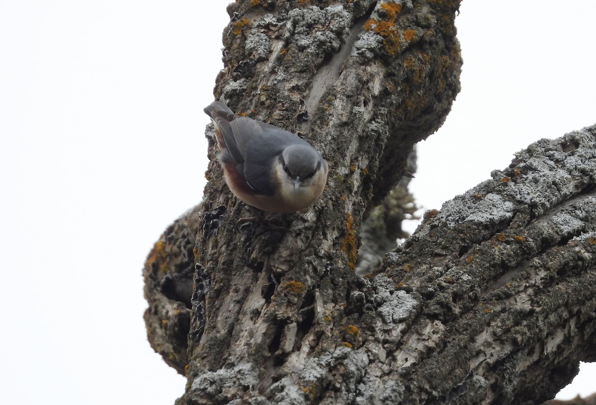 Garrapo eurasiarra - ML646691635