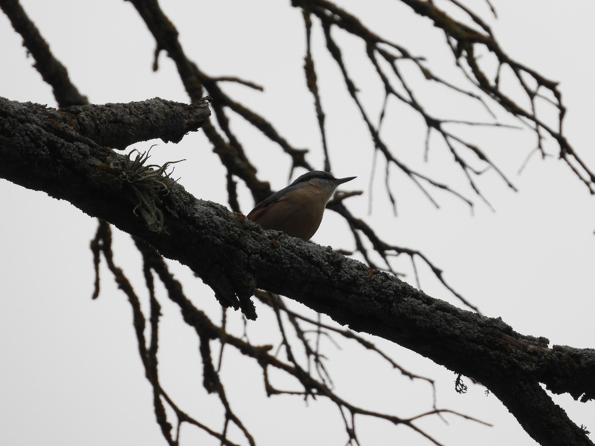 Garrapo eurasiarra - ML646691636