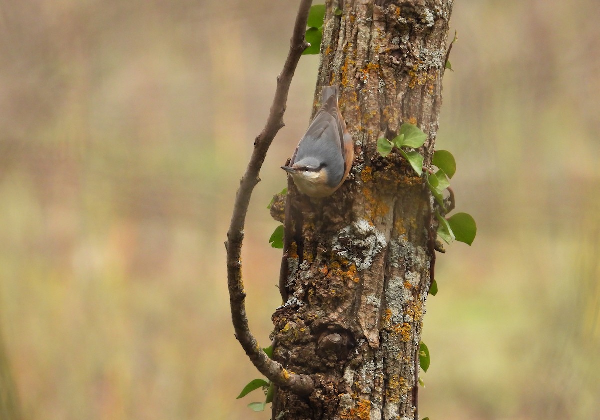 Garrapo eurasiarra - ML646691638