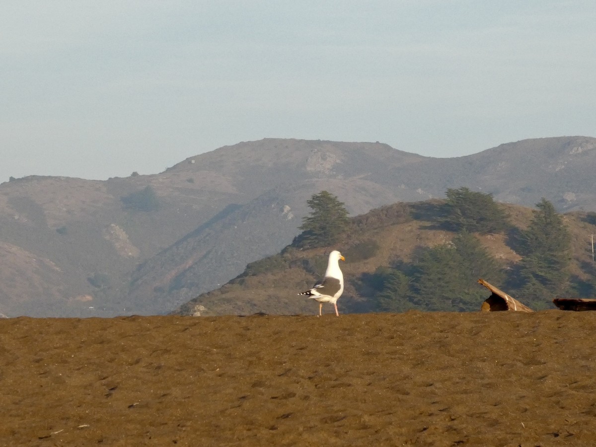 Western Gull - ML646691640