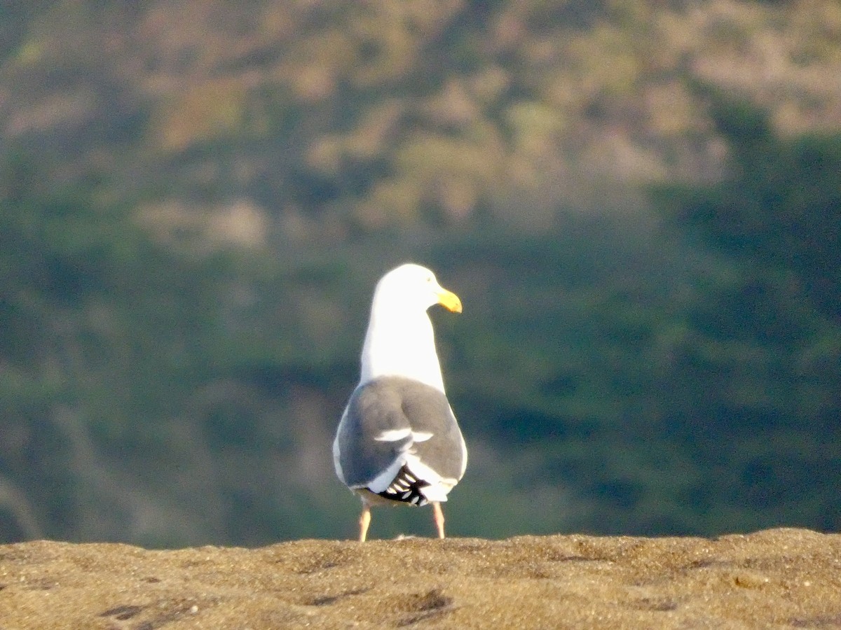 Western Gull - ML646691641