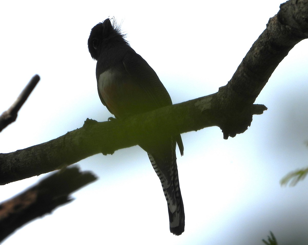 Синешапочный трогон - ML646691650