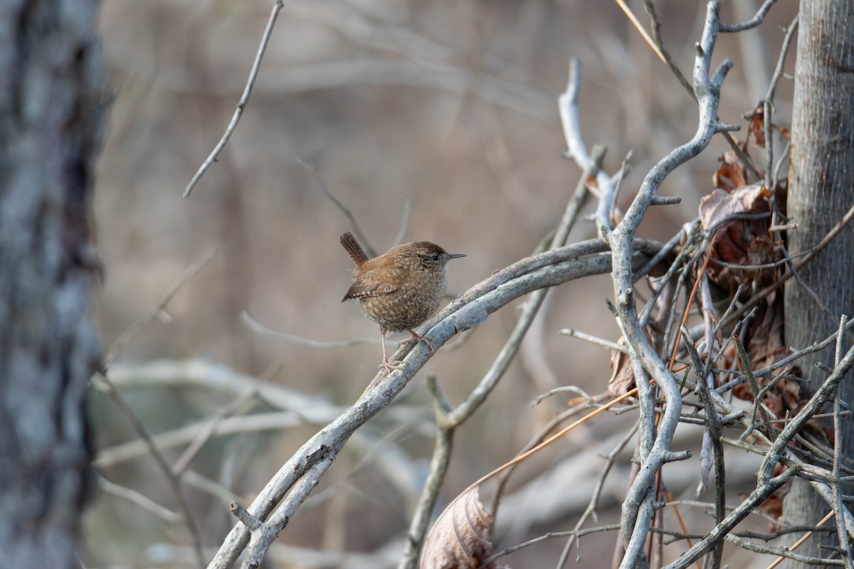 Winter Wren - ML646691651