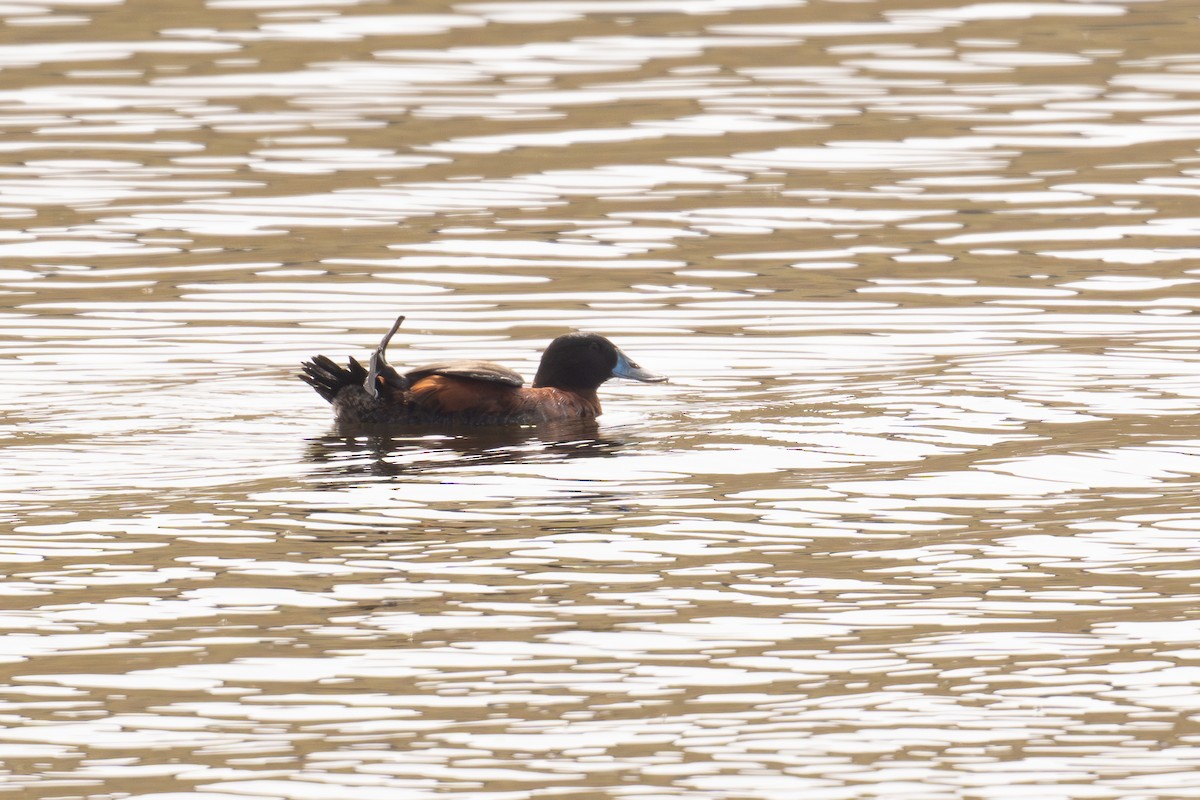 kachnice andská - ML646691652