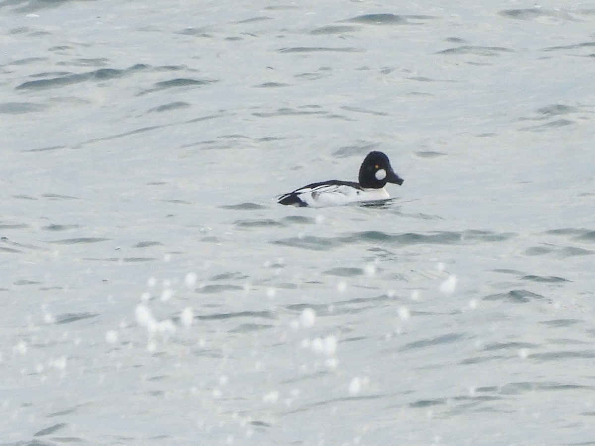 Common Goldeneye - ML646691654
