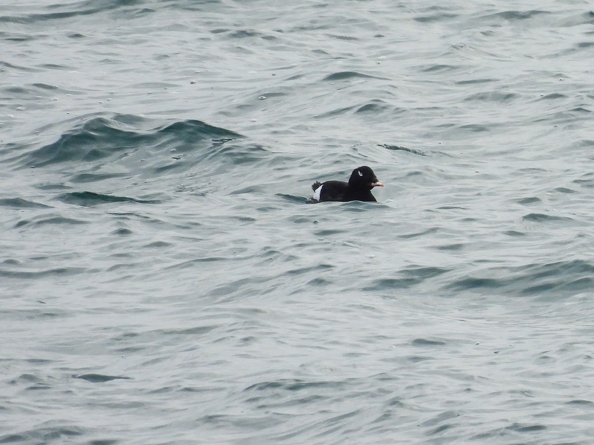 Белокрылый турпан - ML646691655