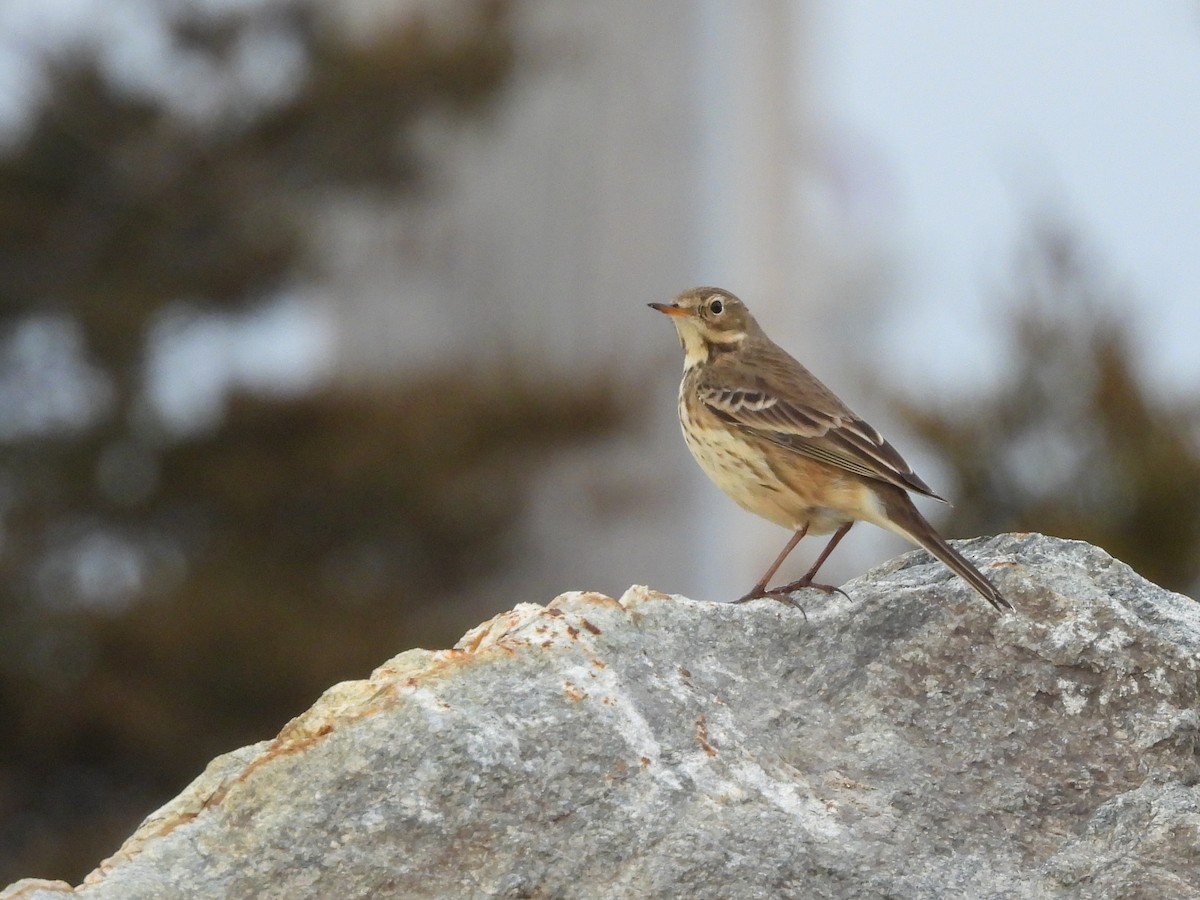 American Pipit - ML646691656