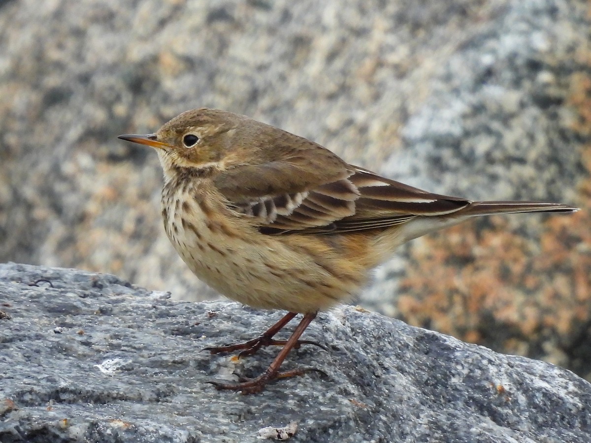 Белокрылый турпан - ML646691657
