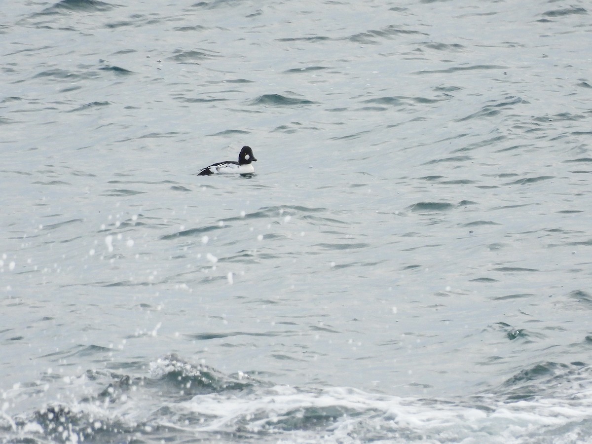 Гоголь - ML646691658