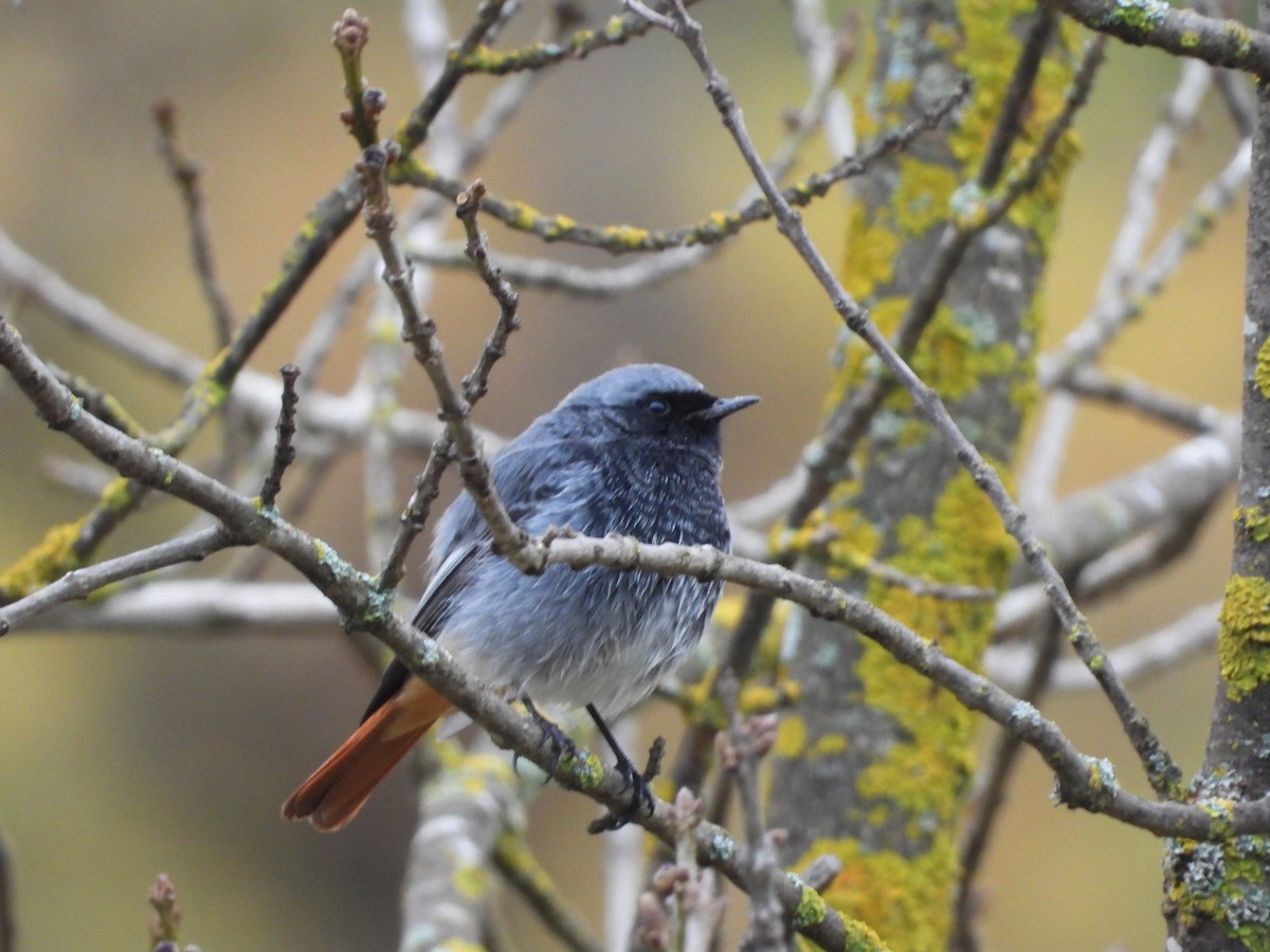 Черная горихвостка - ML646691660