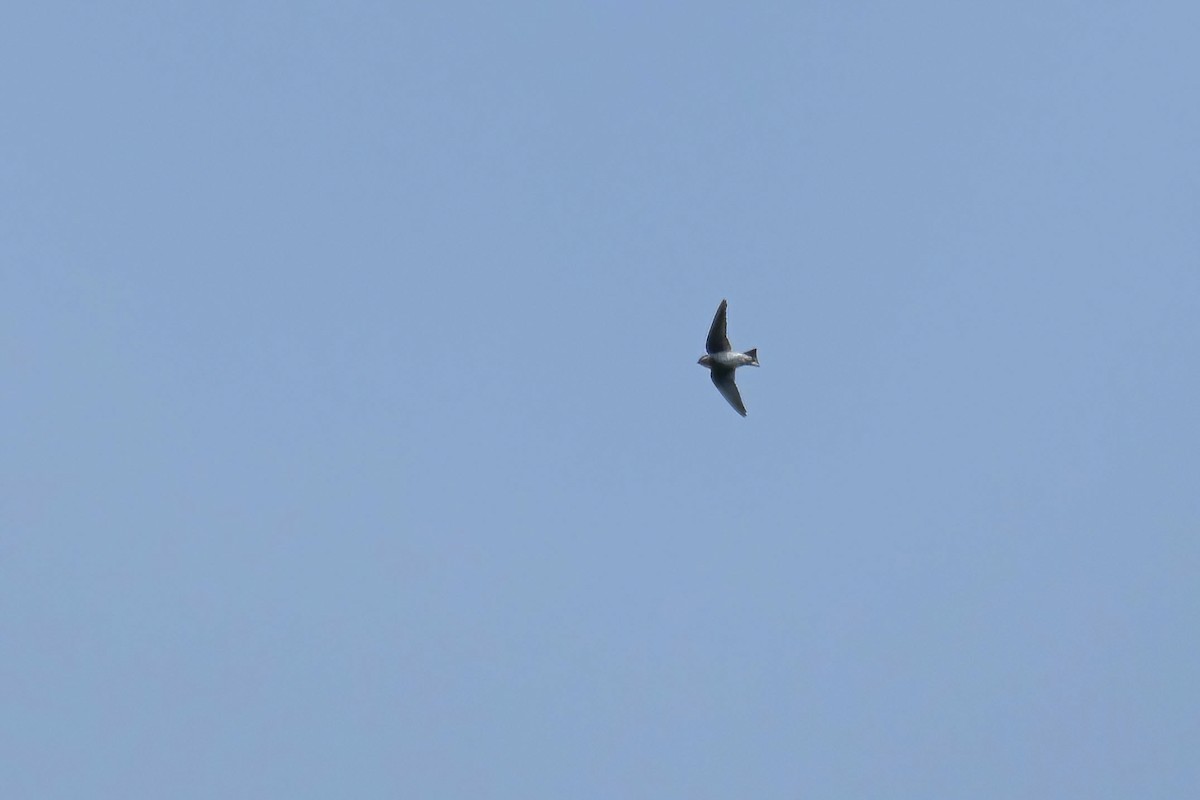 Восточный воронок - ML646691661