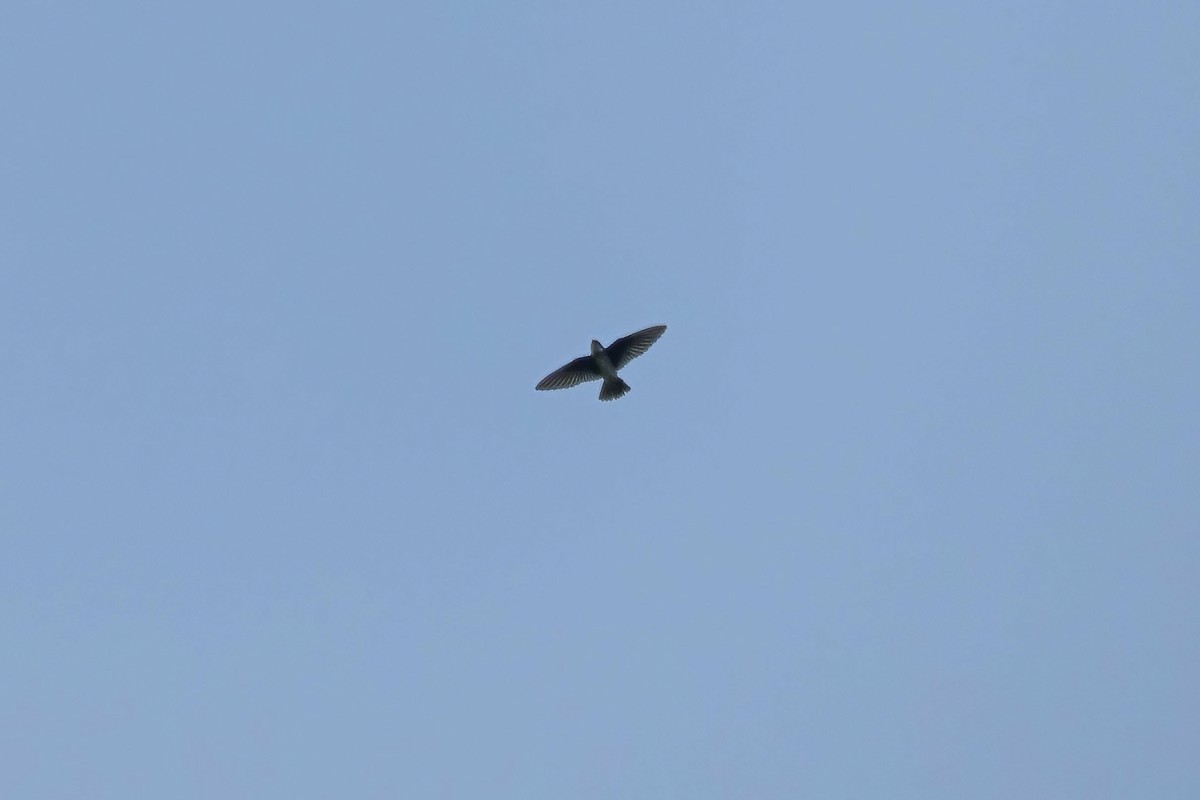 Восточный воронок - ML646691662